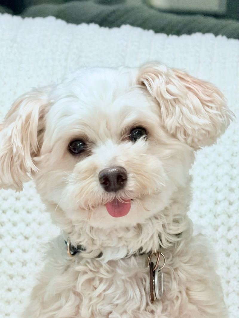 Close-up of Cooper with his tongue out