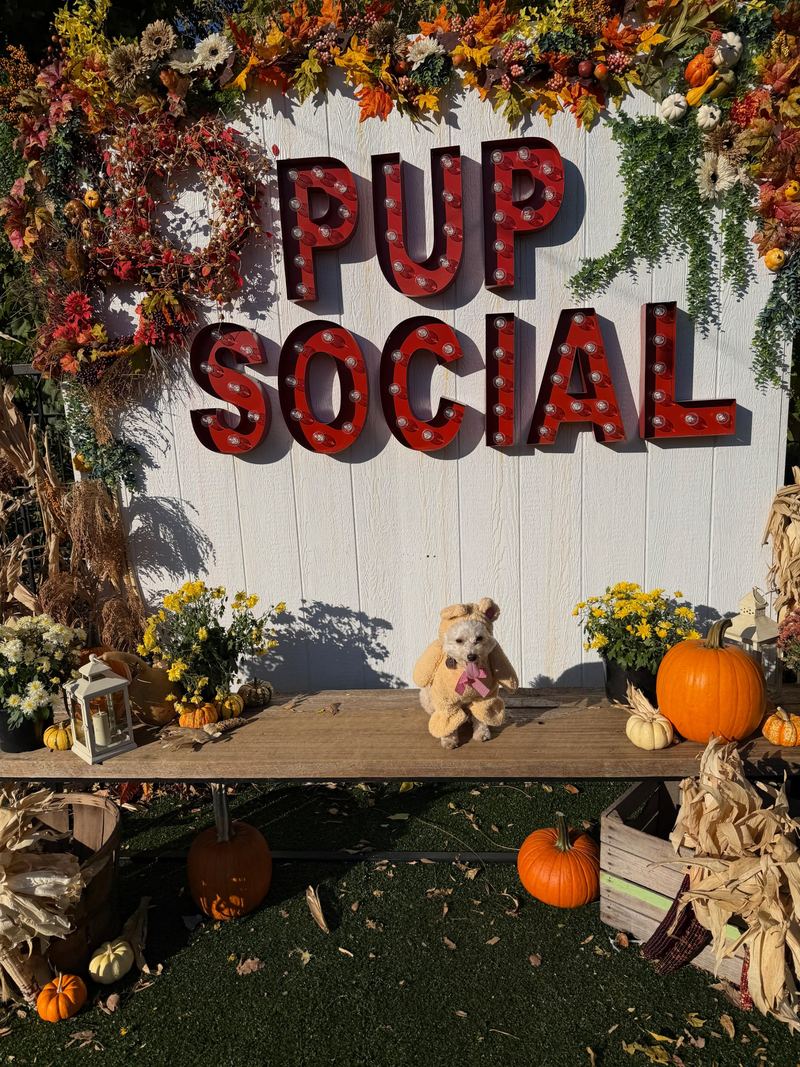 Cooper in a teddy bear costume under a Pup Social sign