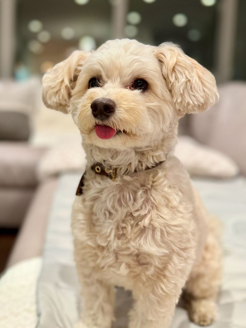 Cooper sitting with his tongue out